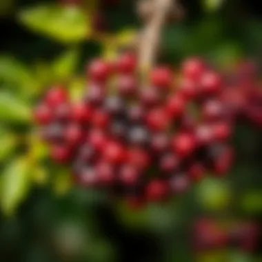 Ripe Elderberries on a Branch A vibrant cluster of ripe elderberries on a branch