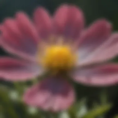 A close-up of a rare native wildflower, illustrating its intricate details and unique features.