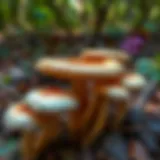 Mushroom diversity in Wisconsin woods