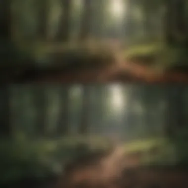 Transformation of Woodland Health A before and after comparison of a woodland area after rock picking
