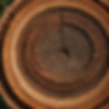 A close-up of tree rings illustrating the age and history of forests, emphasizing the importance of conservation.